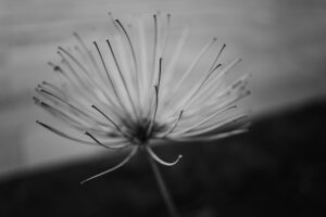 写真作品