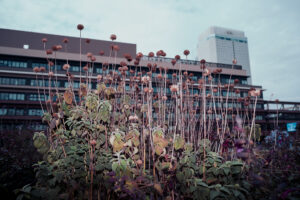 写真作品