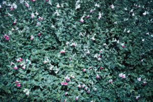 写真作品