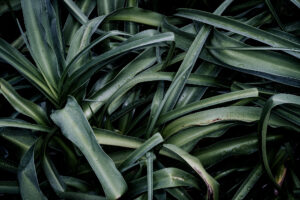 写真作品