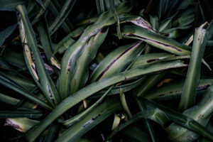 写真作品