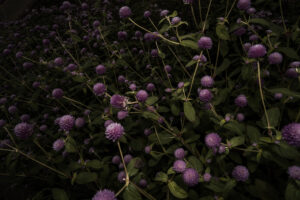 写真作品