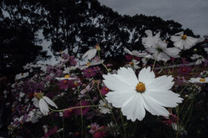 写真作品
