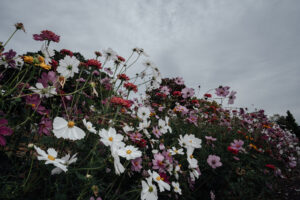 写真作品