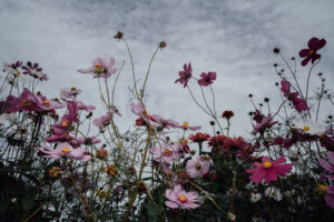 写真作品