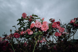 写真作品