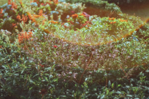 写真作品