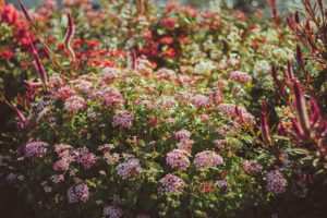 写真作品