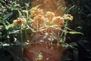 写真作品