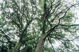写真作品