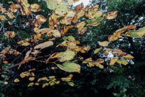 写真作品