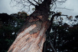 写真作品