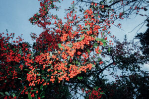 写真作品