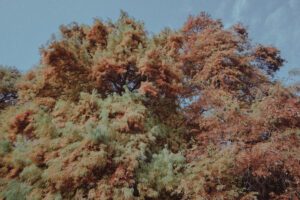 写真作品