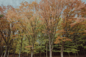写真作品