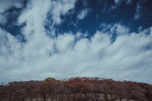 写真作品