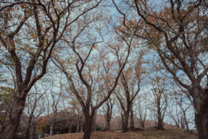 写真作品
