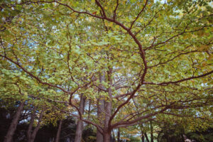 写真作品