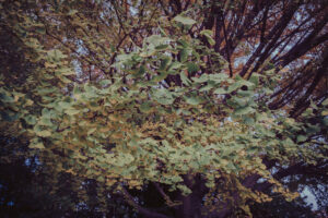 写真作品