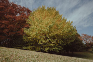 写真作品