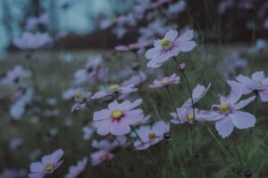 写真作品