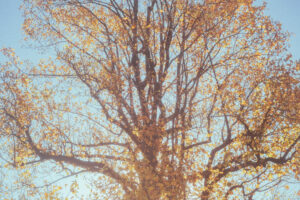 写真作品