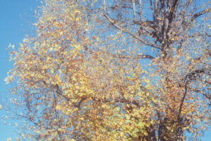 写真作品