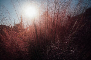 写真作品