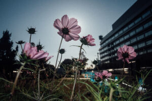 写真作品