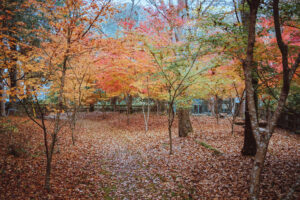 写真作品