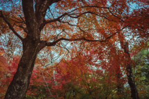写真作品