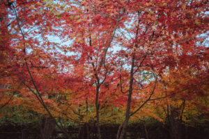 写真作品