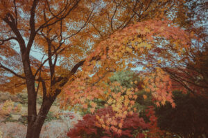 写真作品