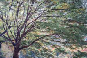 写真作品