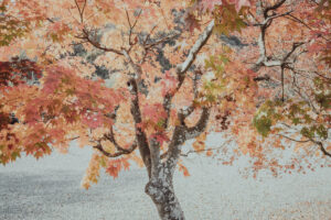 写真作品
