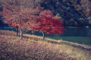 写真作品