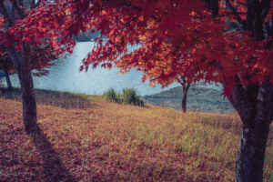 写真作品