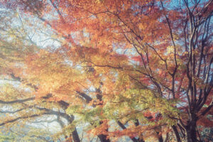 写真作品