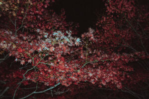 写真作品