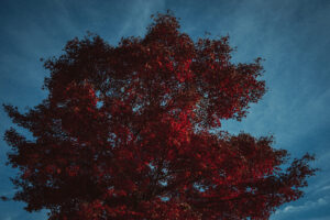 写真作品