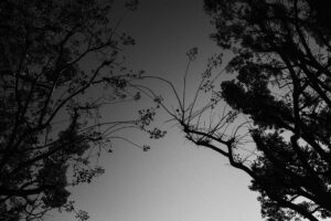 写真作品