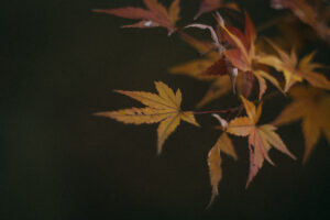 写真作品