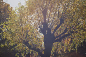 写真作品