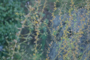 写真作品
