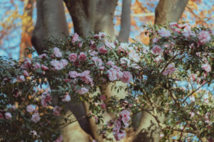写真作品