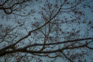 写真作品