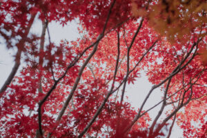 写真作品