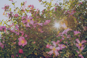 写真作品