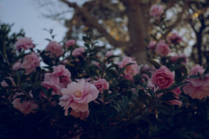 写真作品