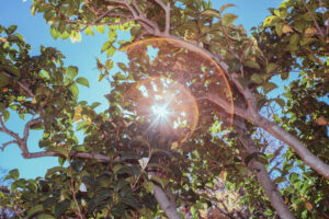 写真作品